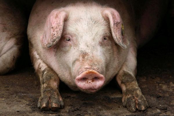 37.000 de porci, salvați de la o fermă din Timiș în care s-a confirmat pesta porcină