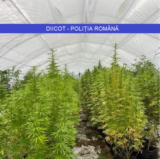 Plantație de cannabis descoperită printre serele cu roșii, în Timiș