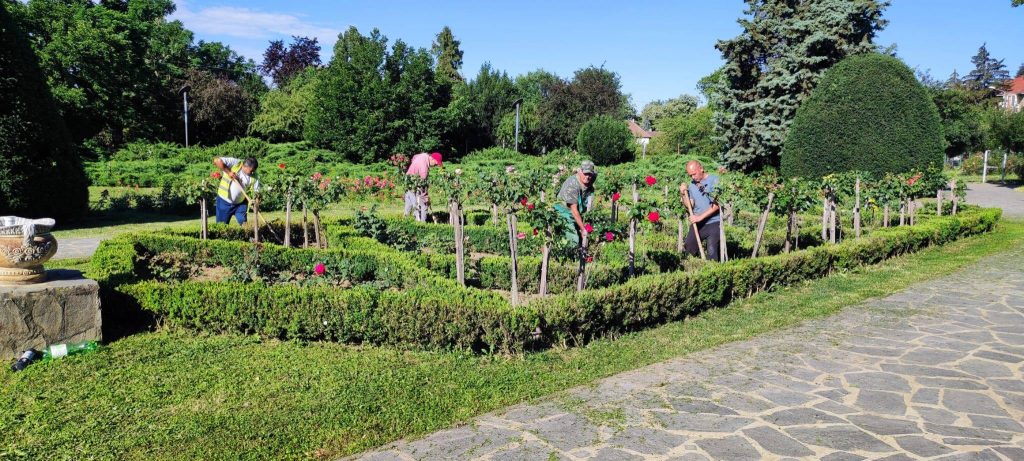 Angajații de la Horticultura, puși la treabă în Parcul Rozelor