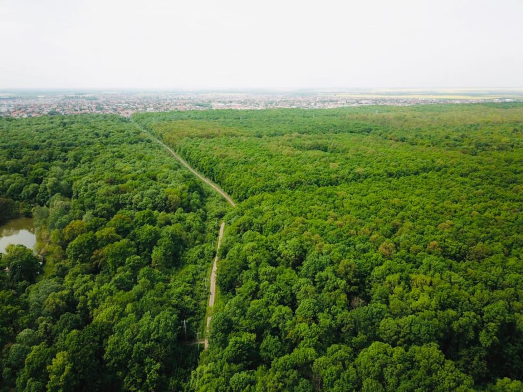 Primăria Timișoara, la un pas să rămână fără Pădurea Verde
