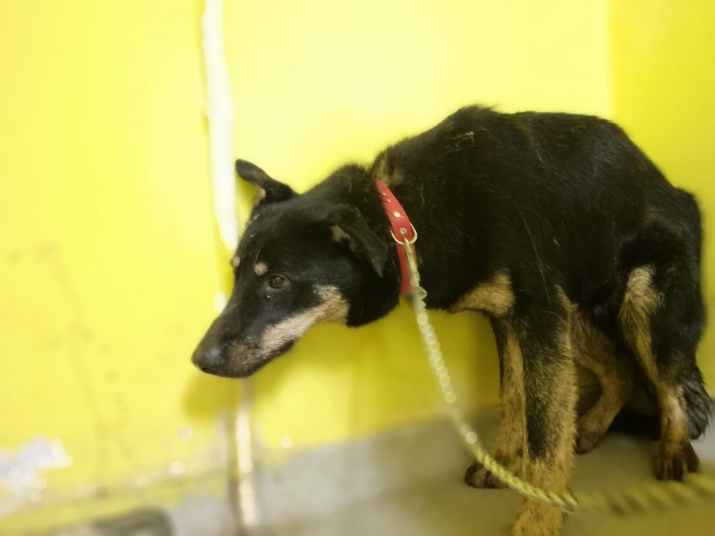 Condiții jalnice la adăpostul de câini Danyflor din Timișoara